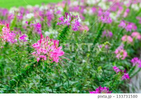 Pink, purple and Spiny Spider Flower or Cleome Hassleriana flowers forms a beautiful scenery. flower background 133731580