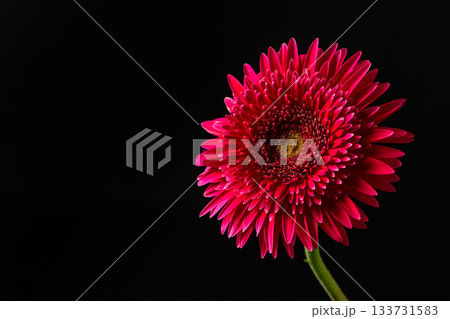 Vibrant Pink Gerbera Daisy Close up isolated on black background, flower concept 133731583