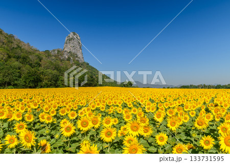 Sunflower Field with Mountain Landscape Under Dramatic Blue Sky.at Lop buri Thailand, sunflower background 133731595