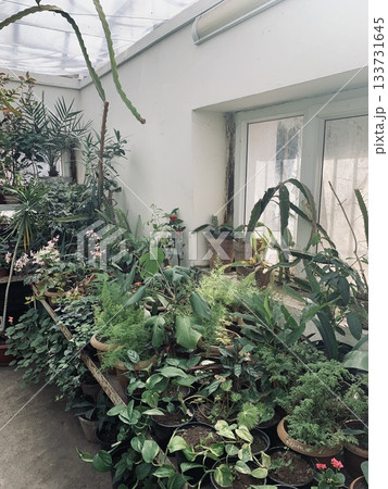 illuminated conservatory hosting flourishing succulents and tropical species illuminated conservatory hosting flourishing succulents and tropical species 133731645