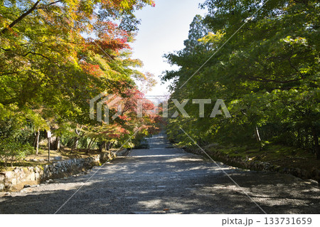小倉山二尊院　色づき始めた紅葉の馬場33 133731659