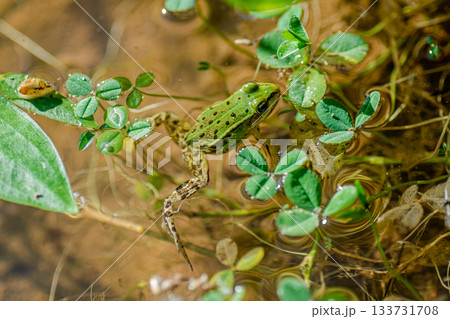 A bright green forest frog in the water A bright green forest frog in the water 133731708