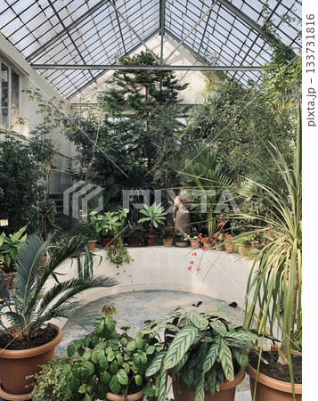 lush botanical sanctuary, indoor botanical space featuring diverse lush plant arrangements 133731816