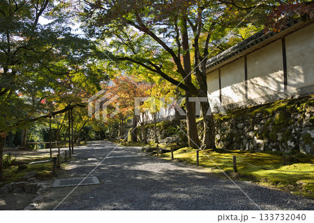 小倉山二尊院　境内の美しい参道と木漏れ日1 133732040