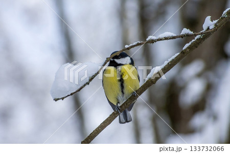 A titmouse on a winter branch A titmouse on a winter branch 133732066