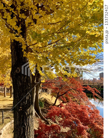 秋晴れの青空に映える大銀杏と紅葉〈岡崎城公園(龍城堀)/愛知県岡崎市〉 133732417