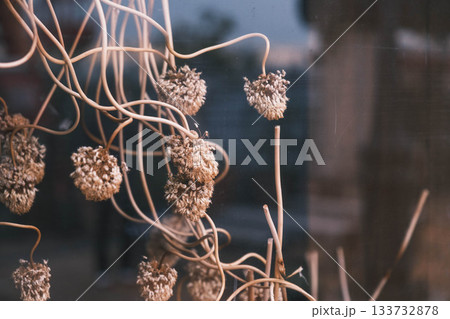 [神戸メリケンパーク]クリスマスのイルミネーションが美しい風景 133732878