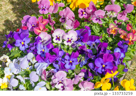 カラフルな中輪パンジーの花苗の背景 カラフルな中輪パンジーの花苗の背景 133733259