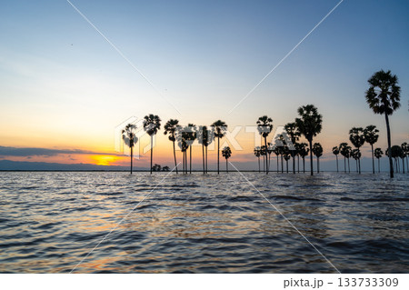 Borassus palms at sunset on Lake Tempe, Sulawesi, Indonesia 133733309