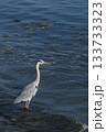 獲物を狙うアオサギ 133733323