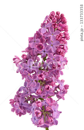 Bouquet of purple lilac flowers with green leaves, isolated background Bouquet of purple lilac flowers with green leaves, isolated background 133733358