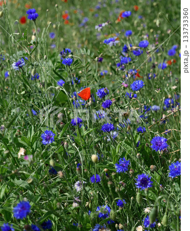 Dense field grasses, blue cornflowers and red poppies among green foliage and stems. Summer landscape. 133733360