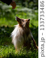 Shetland Sheepdog on white background, breed portrait 133733486