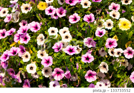 Vivid petunia garden flower growing. Petunia flower in nature. Summer nature. Vivid inflorescences of flowering plant. Flower of petunia. Flowering background. Petunia blossom. Vibrant colors 133733552