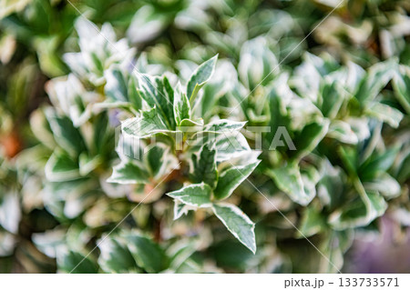 Evergreen plant of euonymus with vivid leaf. Flora and nature. Natural environment. Euonymus evergreen shrub plant with green leaves. Green nature leaf. Selective focus Evergreen plant of euonymus with vivid leaf. Flora and nature. Natural environment. Euonymus evergreen shrub plant with green leaves. Green nature leaf. Selective focus 133733571