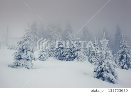 winter winter 133733680