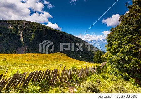 meadow meadow 133733689