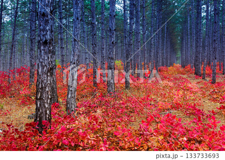 autumn autumn 133733693