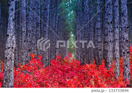 autumn autumn 133733694