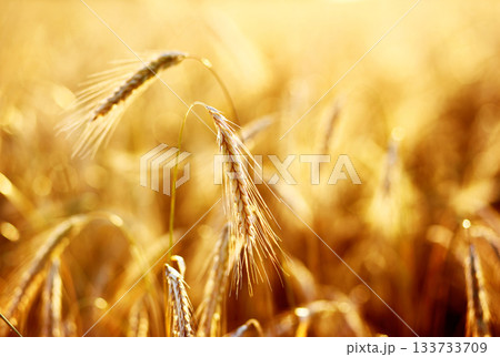 wheat wheat 133733709
