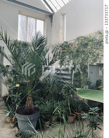 lush indoor garden featuring tropical plants under skylight illumination lush indoor garden featuring tropical plants under skylight illumination 133733717