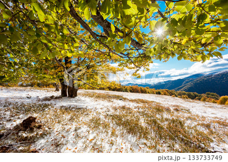 autumn autumn 133733749