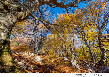 autumn 133733769