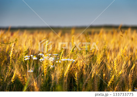 wheat wheat 133733775