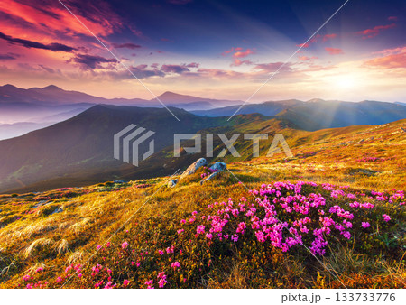flower flower 133733776