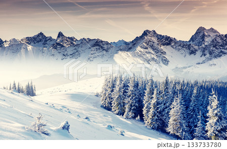 winter winter 133733780