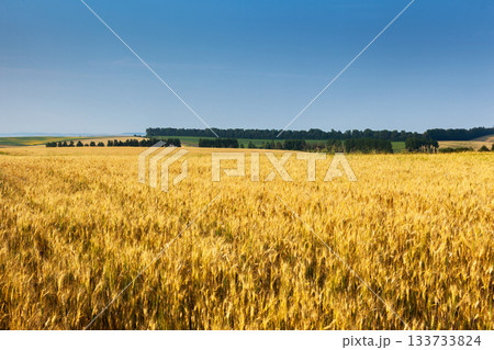 wheat 133733824