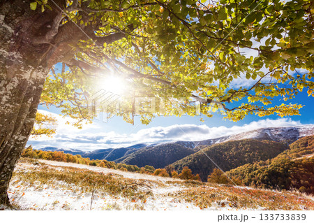 autumn autumn 133733839