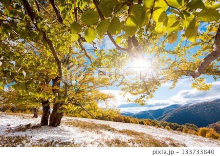 autumn 133733840