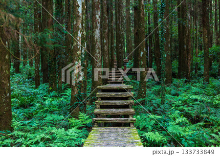 森林公園 木場公園 台湾 133733849