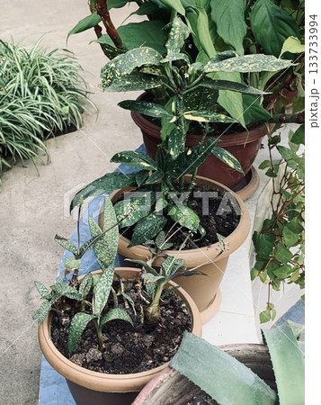 charming metropolitan balcony decorated with abundant colorful plant containers 133733994