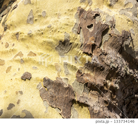 Platan, Platane, Platanus sycamore, plane tree trunk symbol. Texture made of Platan, Platane, sycamore, plane tree bark. Beautiful Platan tree trunk background. Conceptual image. Peaceful nature. Platan, Platane, Platanus sycamore, plane tree trunk symbol. Texture made of Platan, Platane, sycamore, plane tree bark. Beautiful Platan tree trunk background. Conceptual image. Peaceful nature. 133734146