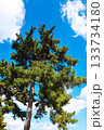 松の木と空 133734180
