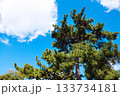 松の木と空 133734181