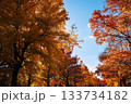 秋の吹田市の三色彩道 133734182