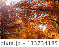 秋の吹田市の三色彩道 133734185
