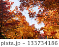 秋の吹田市の三色彩道 133734186