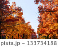 秋の吹田市の三色彩道 133734188