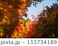 秋の吹田市の三色彩道 133734189