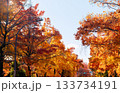秋の吹田市の三色彩道 133734191