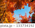 秋の吹田市の三色彩道 133734192