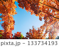 秋の吹田市の三色彩道 133734193