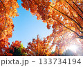 秋の吹田市の三色彩道 133734194