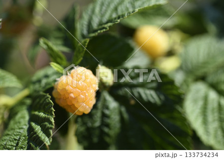 Yellow raspberries on a green bush. Yellow berries on a bright day. 133734234