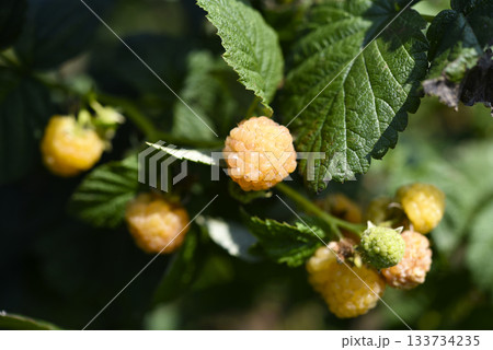 Yellow raspberries on a green bush. Yellow berries on a bright day. Yellow raspberries on a green bush. Yellow berries on a bright day. 133734235