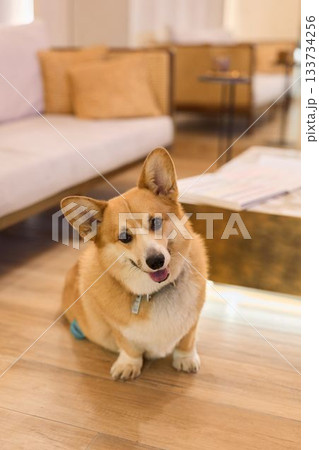 cute lively dog, sweet portrait capturing playful corgi with vibrant accessory on wooden surface cute lively dog, sweet portrait capturing playful corgi with vibrant accessory on wooden surface 133734256